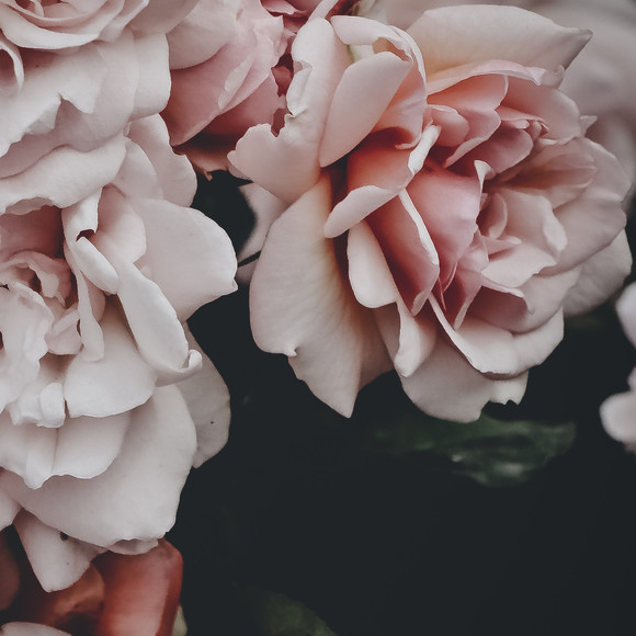trival_5